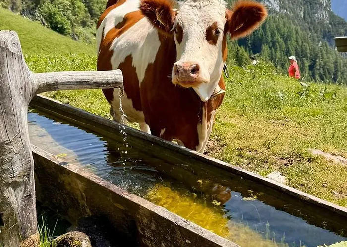 Hechenblaikner Apartment